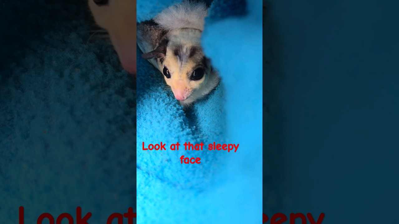 sleepy glider at the end #sugarglider #cute #pocketpets #pets