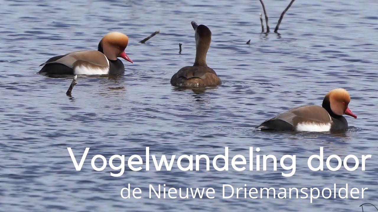 Vogelwandeling door de Nieuwe Driemanspolder met o.a. blauwborst en krooneend #1495