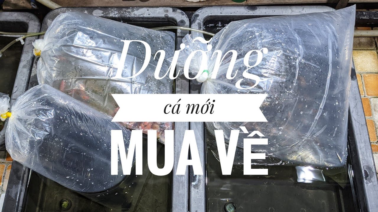 Fish 54: Bí quyết dưỡng cá của AZRanchu