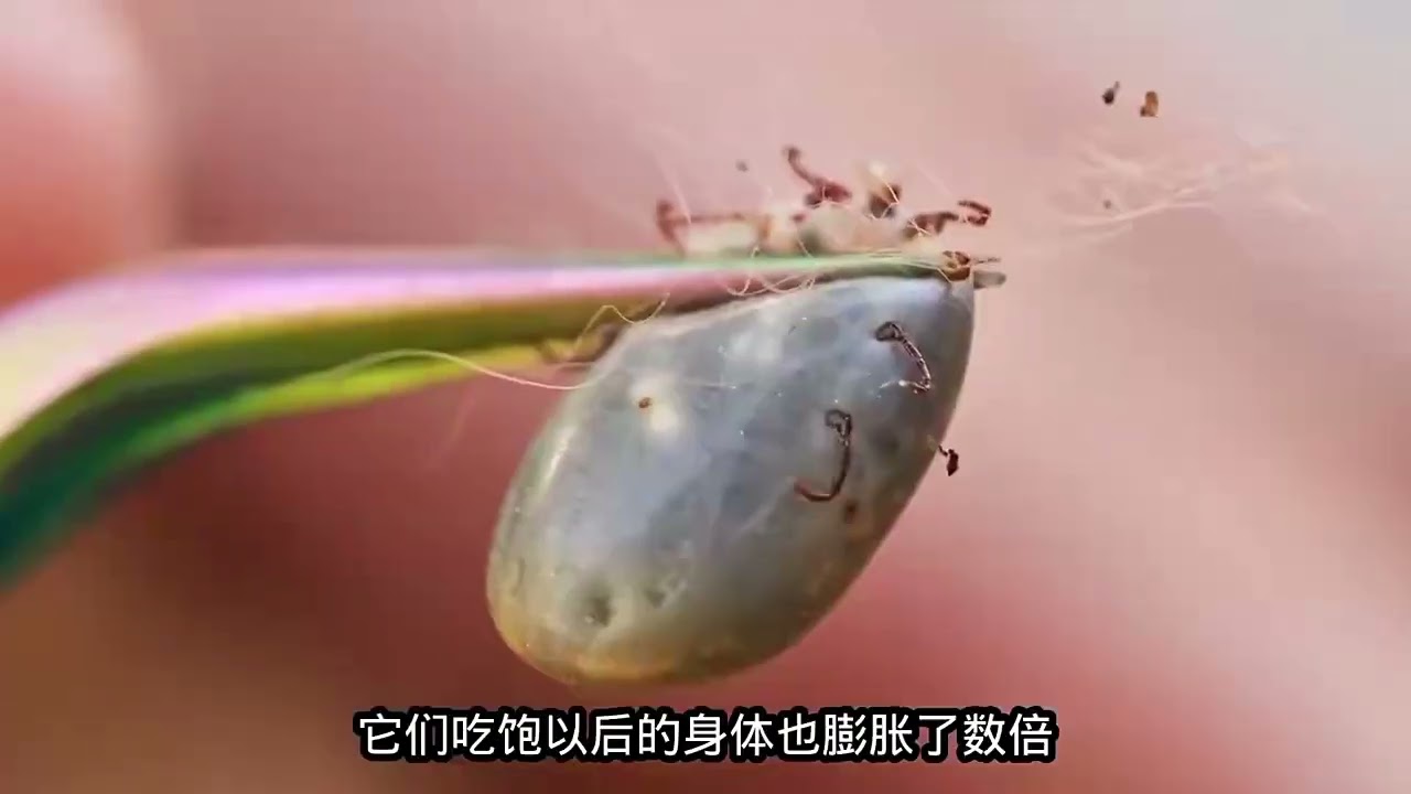 《自然界昆虫～～蚂蚁丶暮眼蝶丶蝗虫丶捕鱼蛛丶蜱虫丶蟑螂》