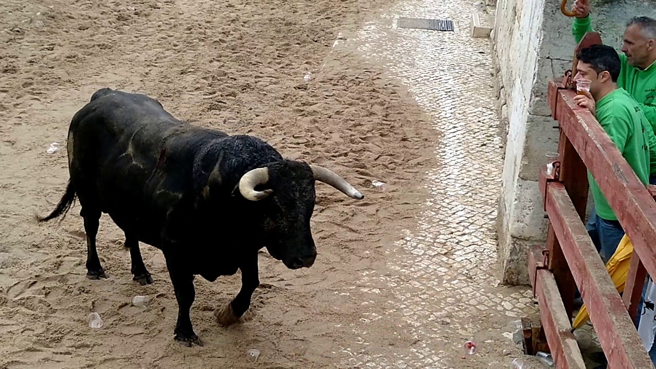 Feira de maio Azambuja primeira largada com colhida