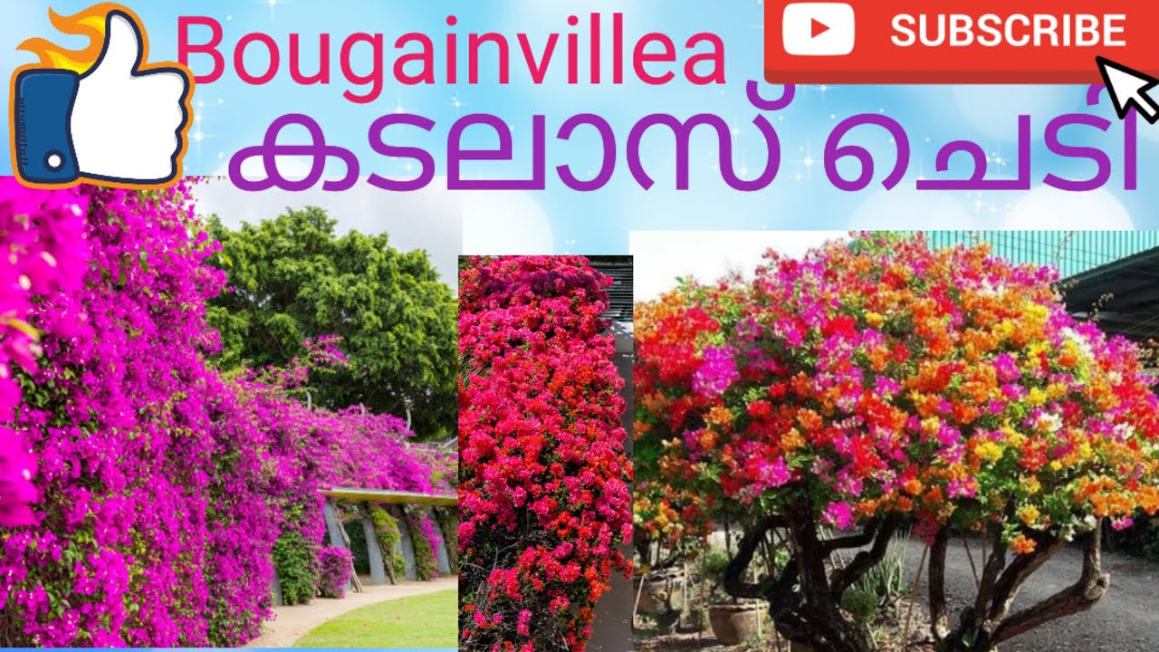 Different kinds of bougainvillea/കടലാസ് ചെടി 