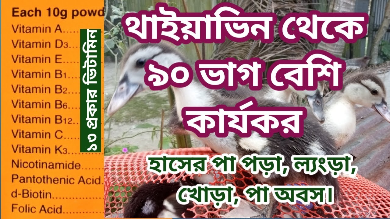হাঁসের পা পড়া, পা খোড়া, পা ল্যংড়া রোগের ওষুধ থায়াভিনের চেয়ে ৯০ ভাগ বেশি কার্যকর, ডাক্তার খামারী