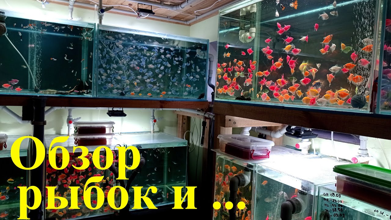 Обзор рыбок и Необычный стайный нерест данио