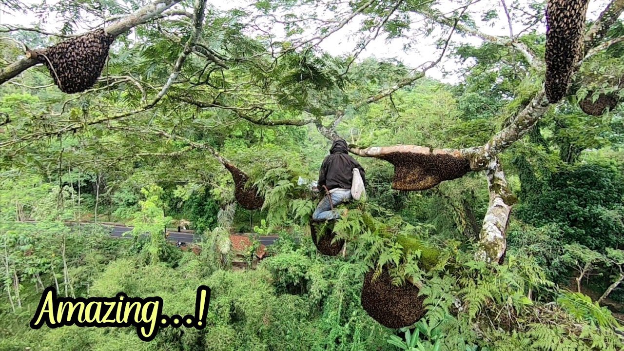 Amazing...❗1 Pohon 48 Sarang Lebah di Pinggir Jalan #panenmaduhutan #apisdorsata #lebah  #asmr