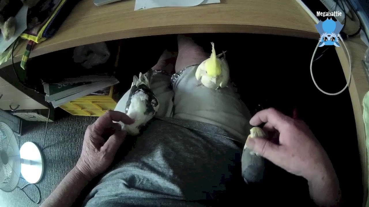 Cranky Dwarf cockatiel:  this is Piggy in the Middle