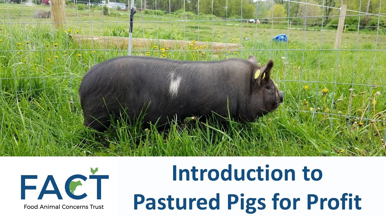 Introduction to Pastured Pigs for Profit