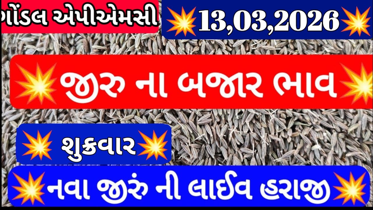નવા જીરા ના બજાર ભાવ / ગોંડલ જીરા ના બજાર ભાવ / આજના જીરાના ભાવ / 13,03,2026