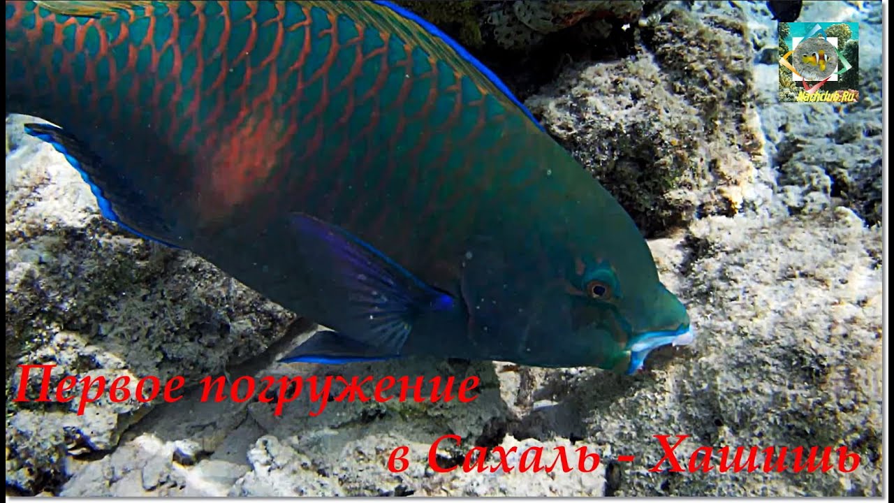 The first dive - Первое погружение в Сахаль - Хашишь