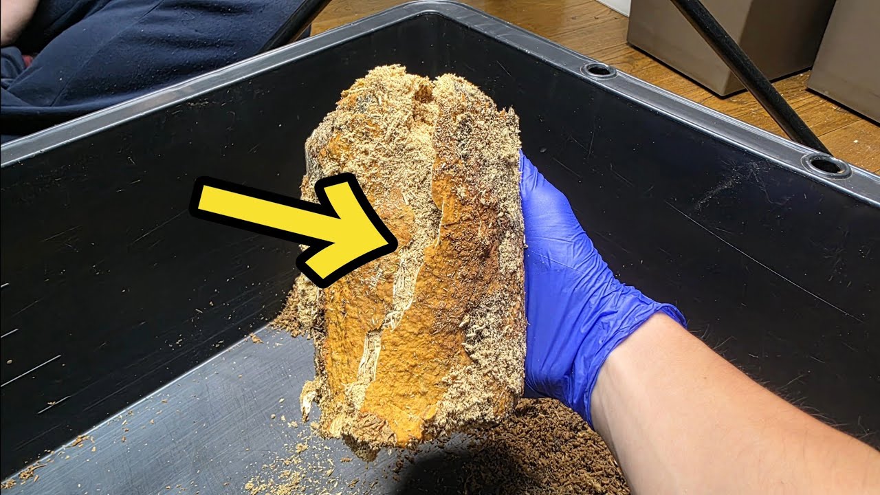 数ヶ月放置して膨張した産卵材を割った結果