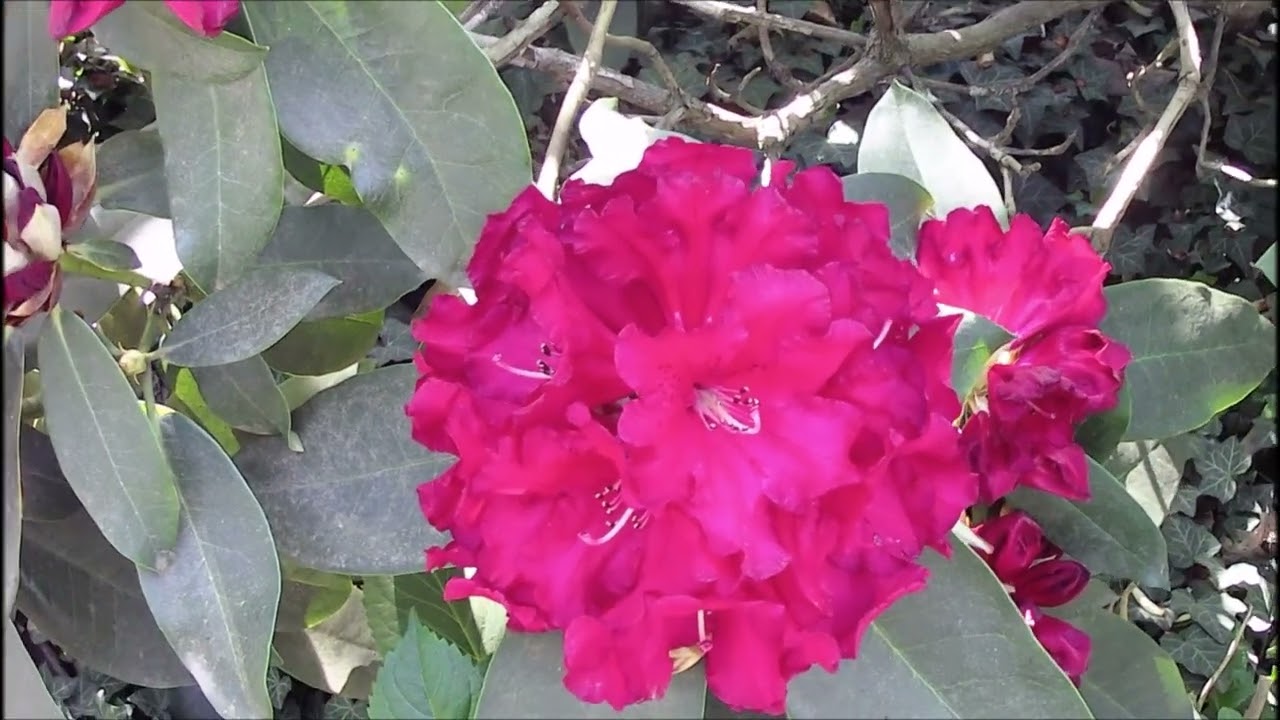 Rododendronpark Bremen 1.05.2025