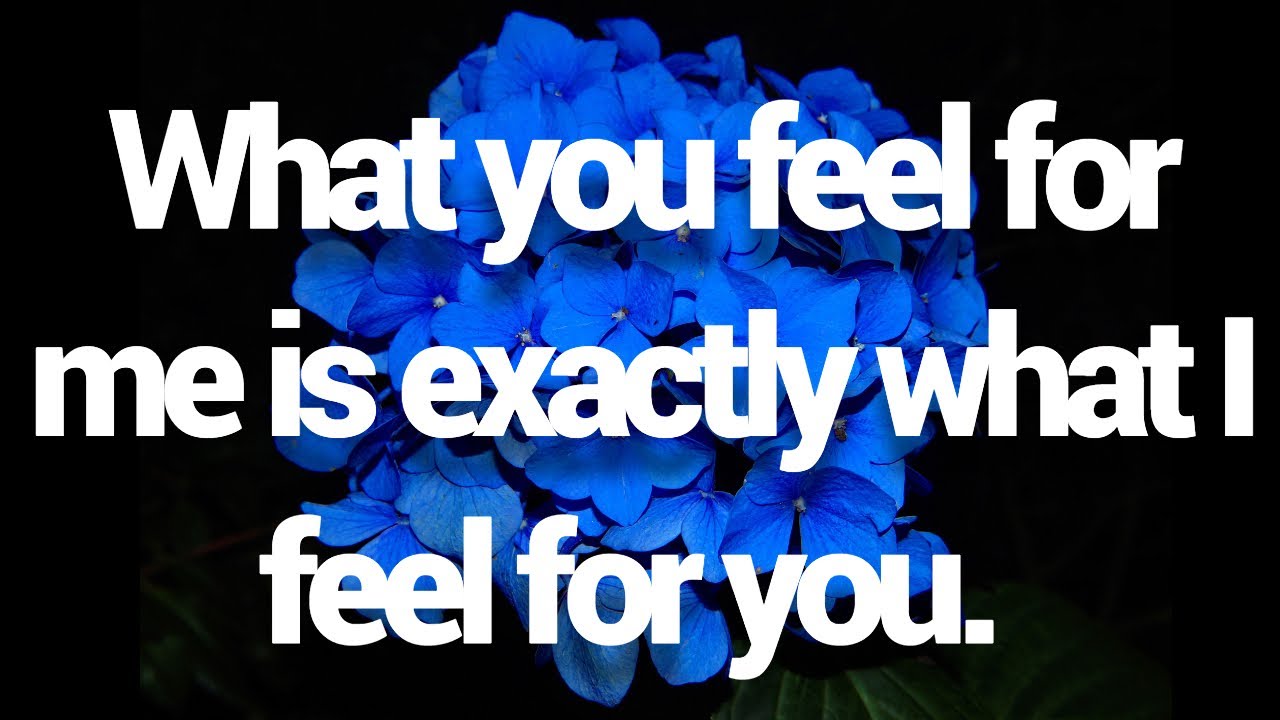 What you feel for me is exactly what I feel for you. Pernia quotes