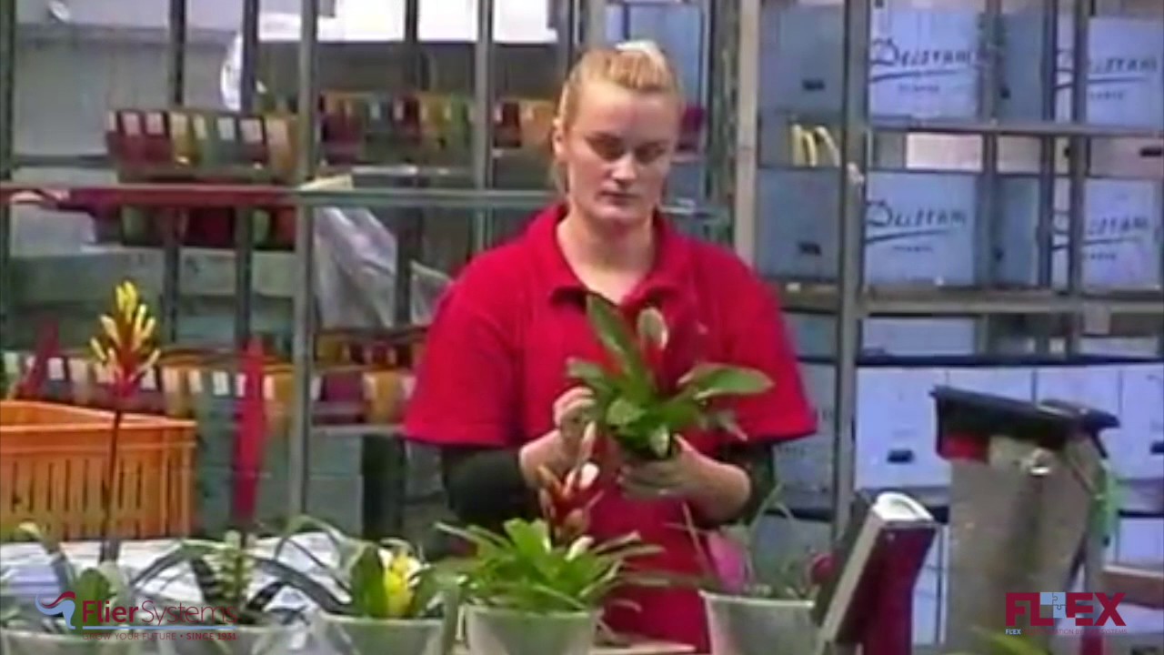 Shipping system Bromelia - LKP