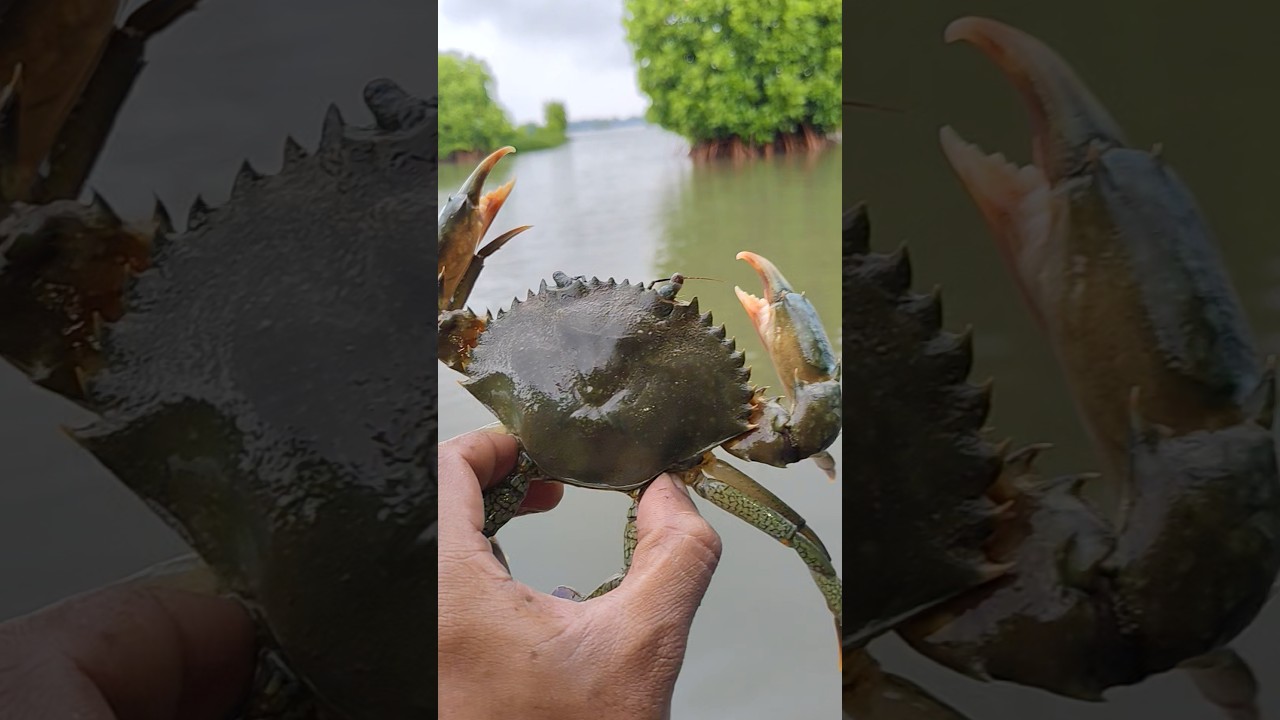 Releasing crab. gint mud crab. real life kerala vlillage fishing. pullooppi kadavu kannur
