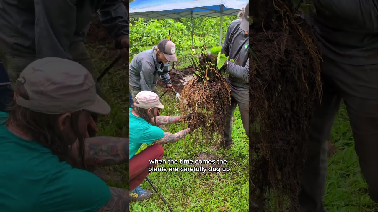 The Surprising Journey of Kava Roots!