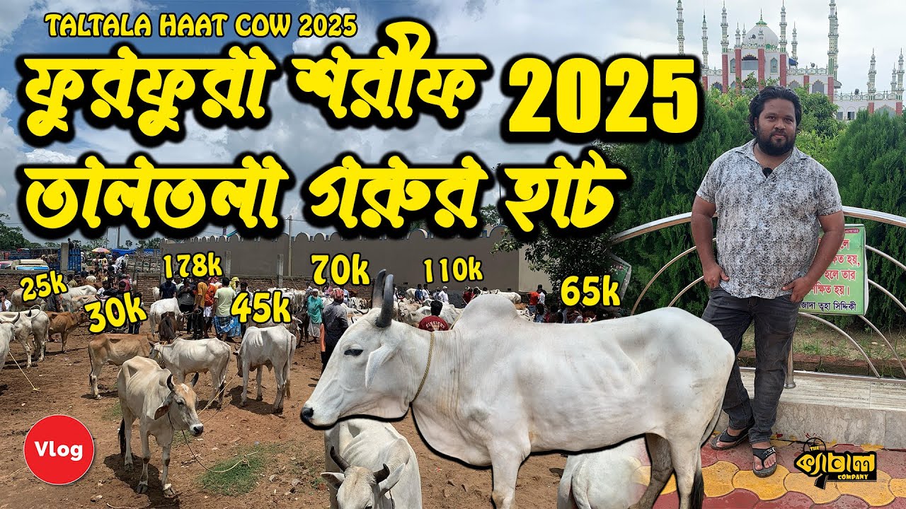 Furfura Sharif Taltala Haat cow market 2025 || ফুরফুরা শরীফ তালতলা গরুর হাট ২০২৫ | #bakraeid  #cow
