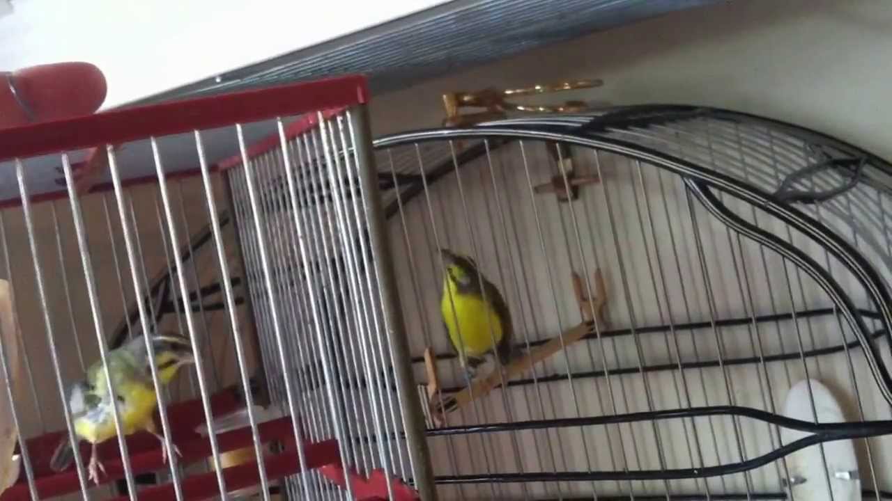 Serinus mozambique..Green singer(bebetobirds)