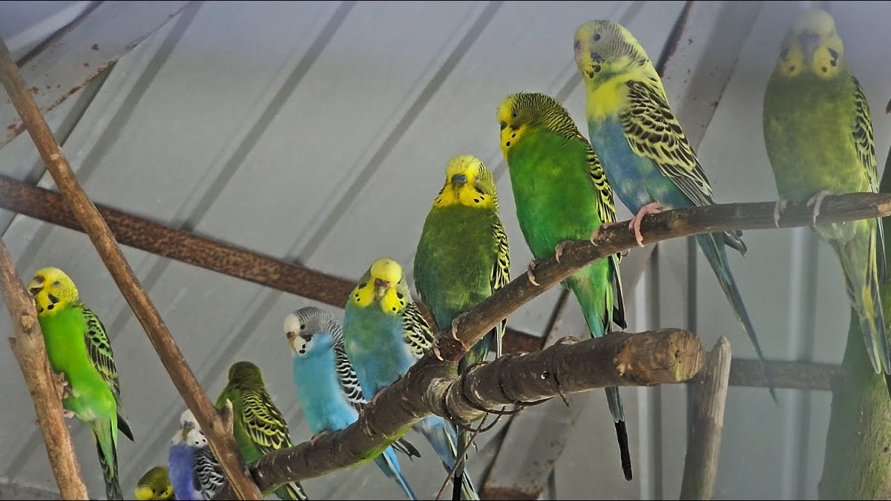 Pretty budgies chatting away #petbirds #budgies #beautifulbirds #funnypets#budgielove#budgiesfeeding