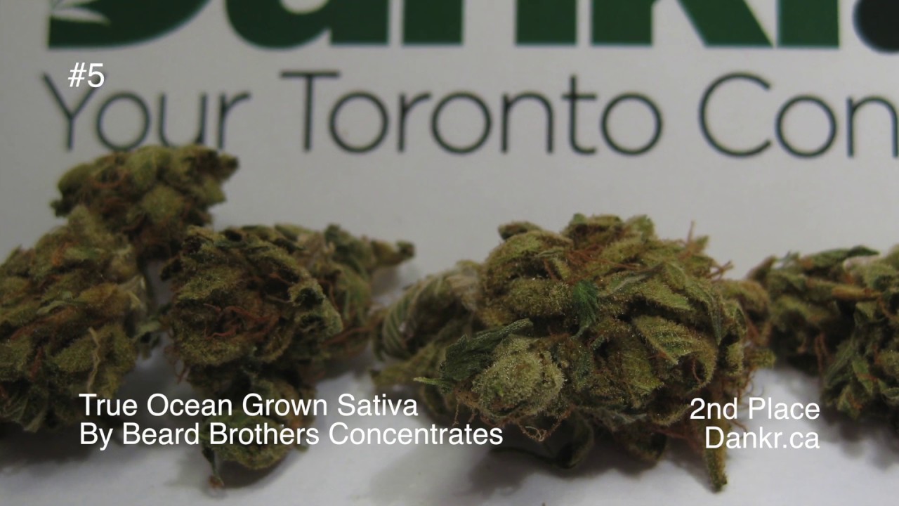 Karma Cup Sativa Bud Entries 2016
