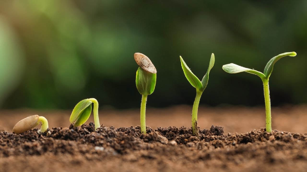 Seed propagation