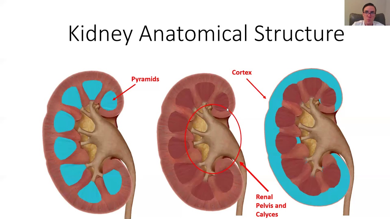 Urinary Tract Ultrasound with the Butterfly iQ