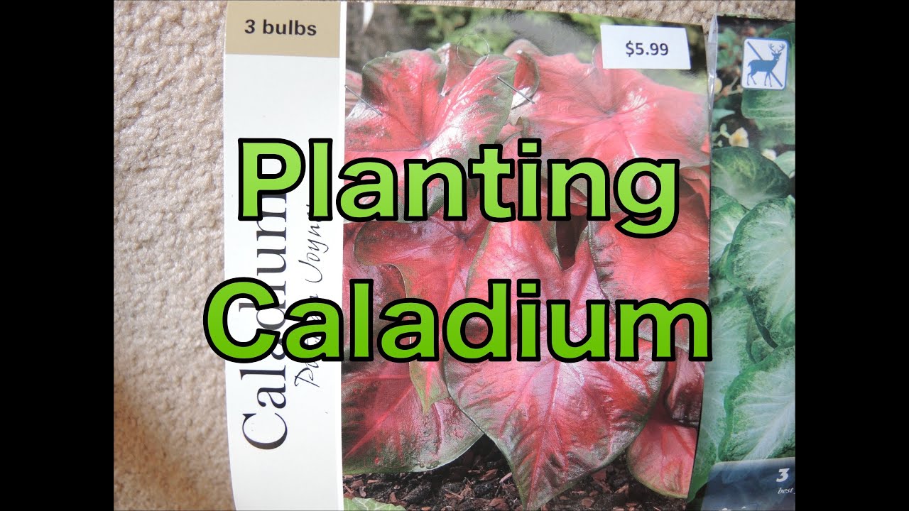 Planting Caladium Bulbs - Let's get a head start :)