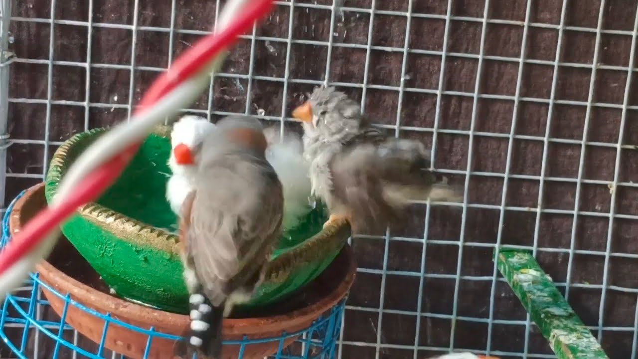 My Crazy Zebra Finches Morning Routine 🔥