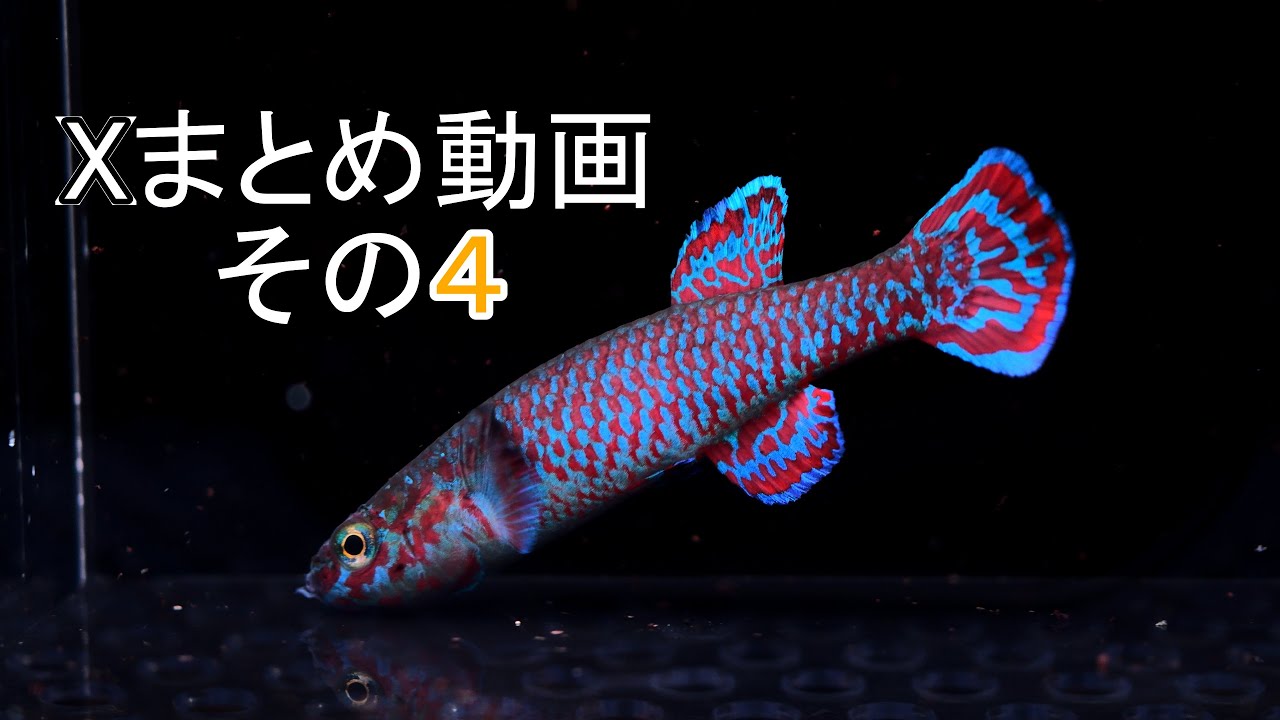 【4K】【熱帯卵生メダカ】ツイッター（X）用に撮影した素材まとめ４アフィオセミオン ニグリピニス 熱帯魚 アクアリウム killifish