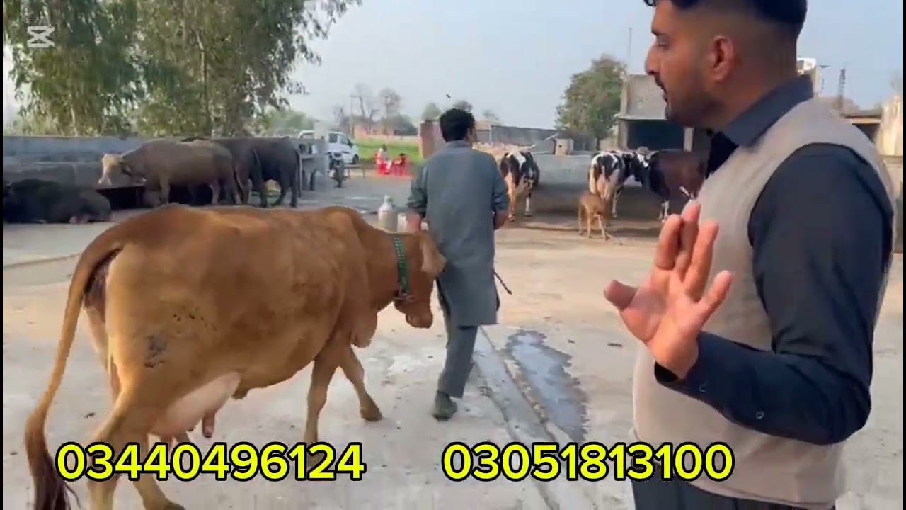 سردار عاصم ڈوگر کے ڈیرے پر سیالکوٹ کی 6 ٹاپ کلاس گائیں موجود