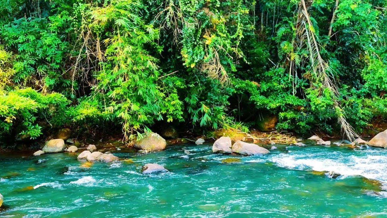 Serene River Sounds in Nature 🌿 Relaxing White Noise