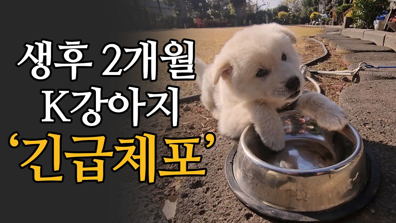 생후 2개월 된 K강아지, 긴급체포 (2 Month Old K-Puppy Arrested)