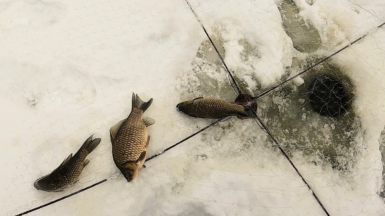 ГЛУХОЗИМЬЕ?! НЕ, НЕ СЛЫШАЛ! Ловля крупного карася зимой. Рыбалка на 