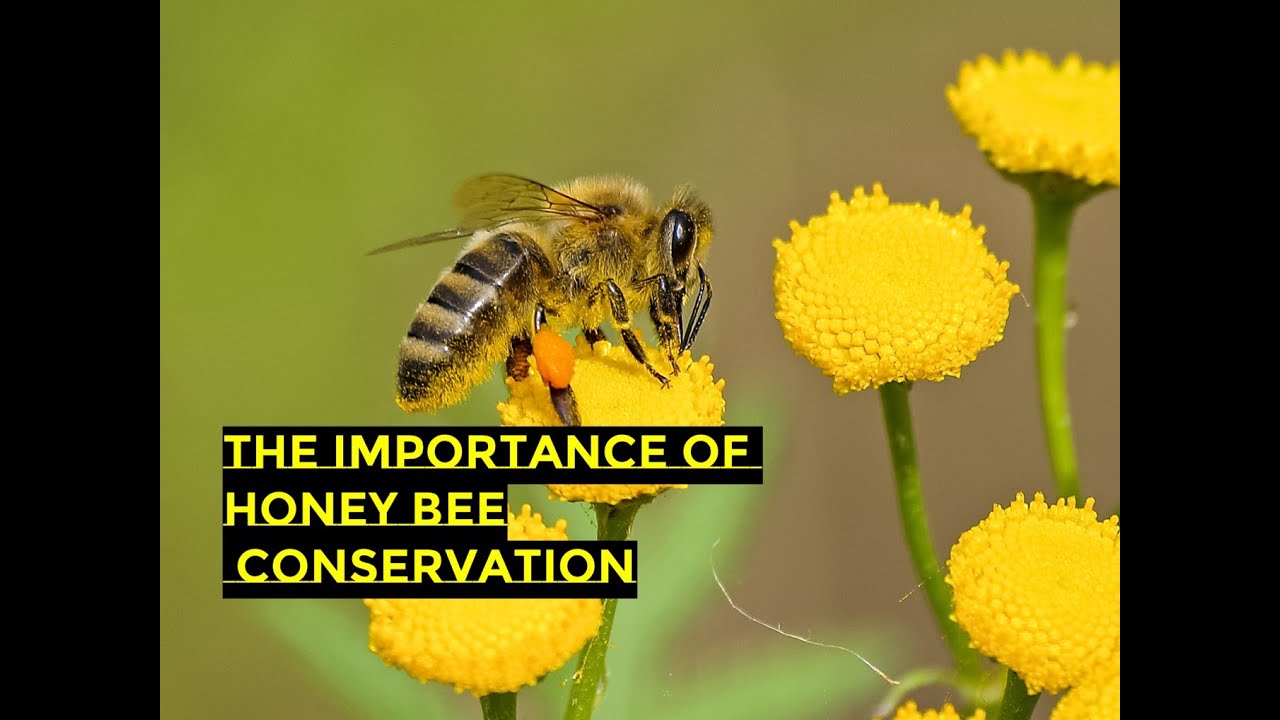The Importance of Honey Bee Conservation and Protecting Our Precious Pollinators