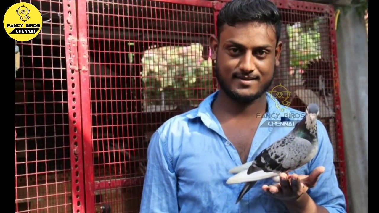 Racing Homer Pigeon Champion | Mr, S.YUVARAJ | Chennai | part 2 | தமிழில் | fancy birds chennai.