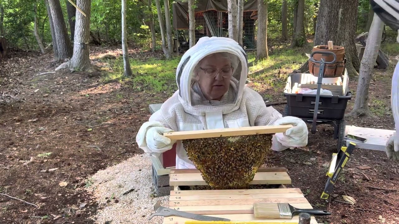 Top Bar Beekeeping
