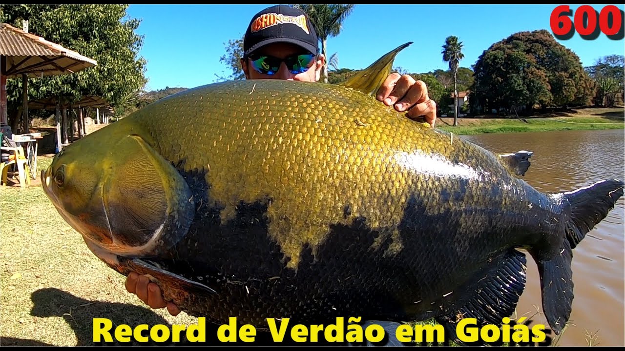 RECORD de VERD&Atilde;O em Goi&aacute;s no Programa Fishingtur na TV 600 no Clube de Pesca BARAT&Atilde;O