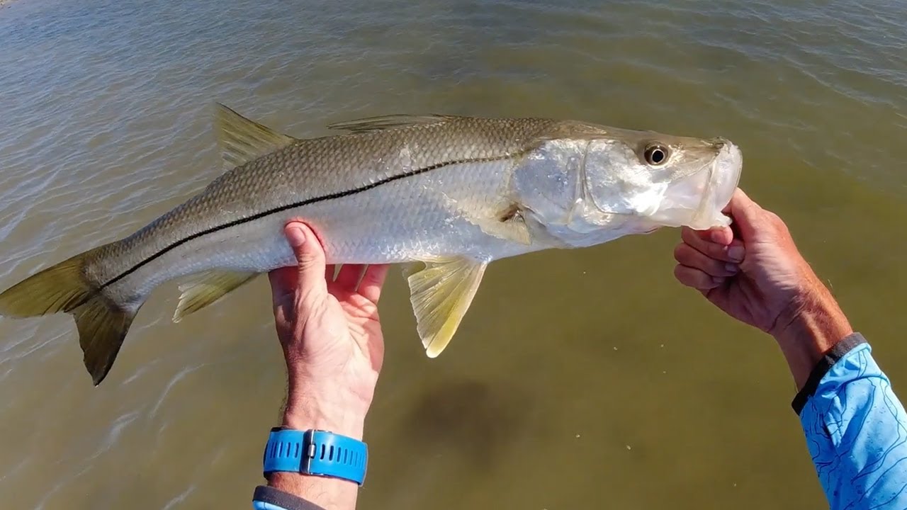 Kayak fishing Crystal River and Yankeetown for anything that bites