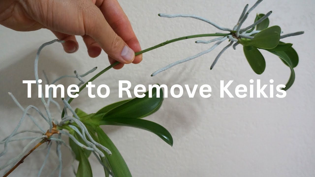 FINALLY: Time to Remove This Keiki | Phalaenopsis pulchra (species) | Orchid Care Tips