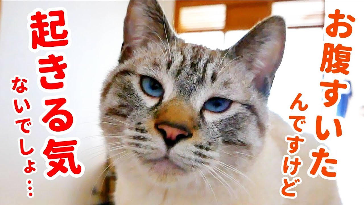 飼い主を起こしにきた猫の行動がかわいすぎた