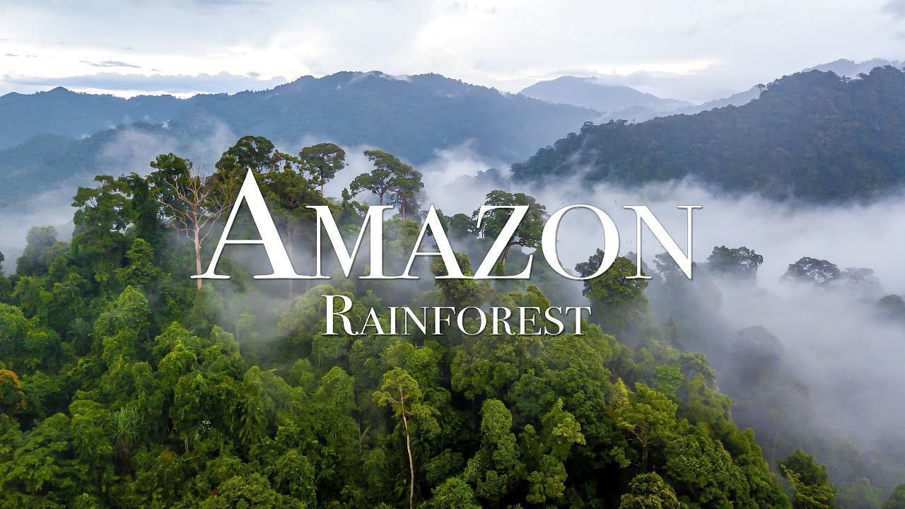 Amazon Wildlife 4K - The World&rsquo;s Largest Tropical Rainforest With Relaxing Music, Meditation Music