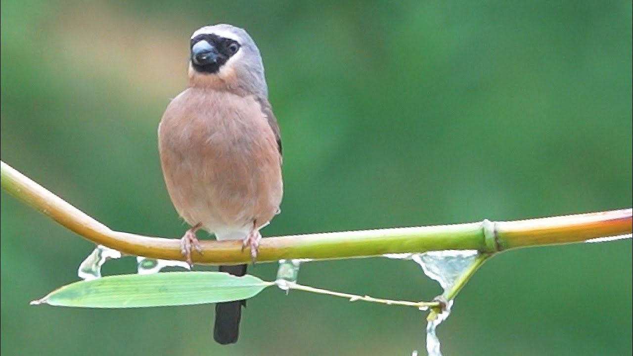 灰鷽(灰頭灰雀)/Grey-headed Bullfinch