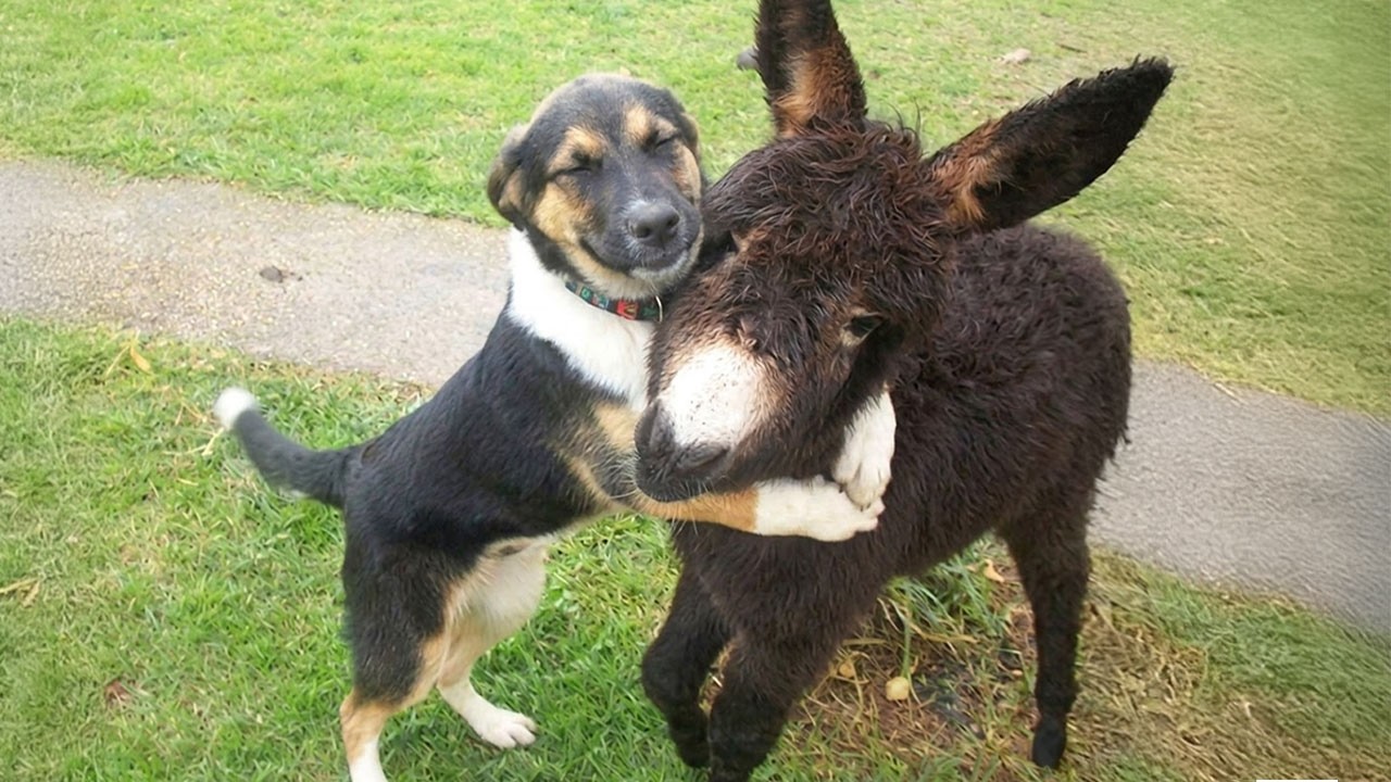 Cute Animal Odd Couples That Will Definitely Brighten Your Day! 😍🤣
