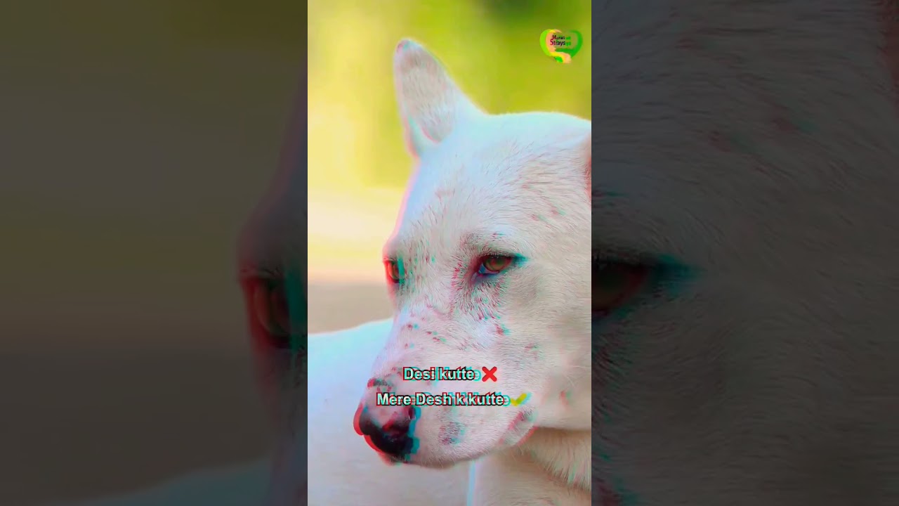our Indian breeds
