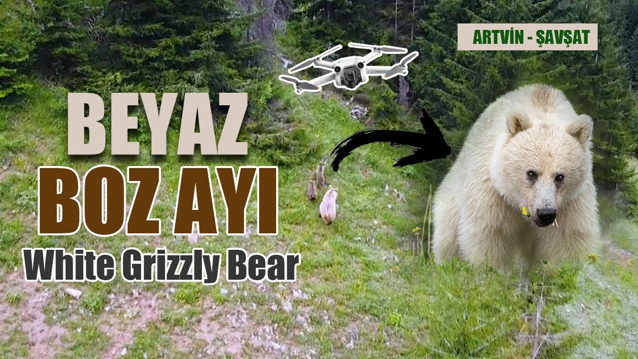 Artvin, Şavşat Yaylalarında Beyaz Boz Ayı ve Yavruları Gezintide