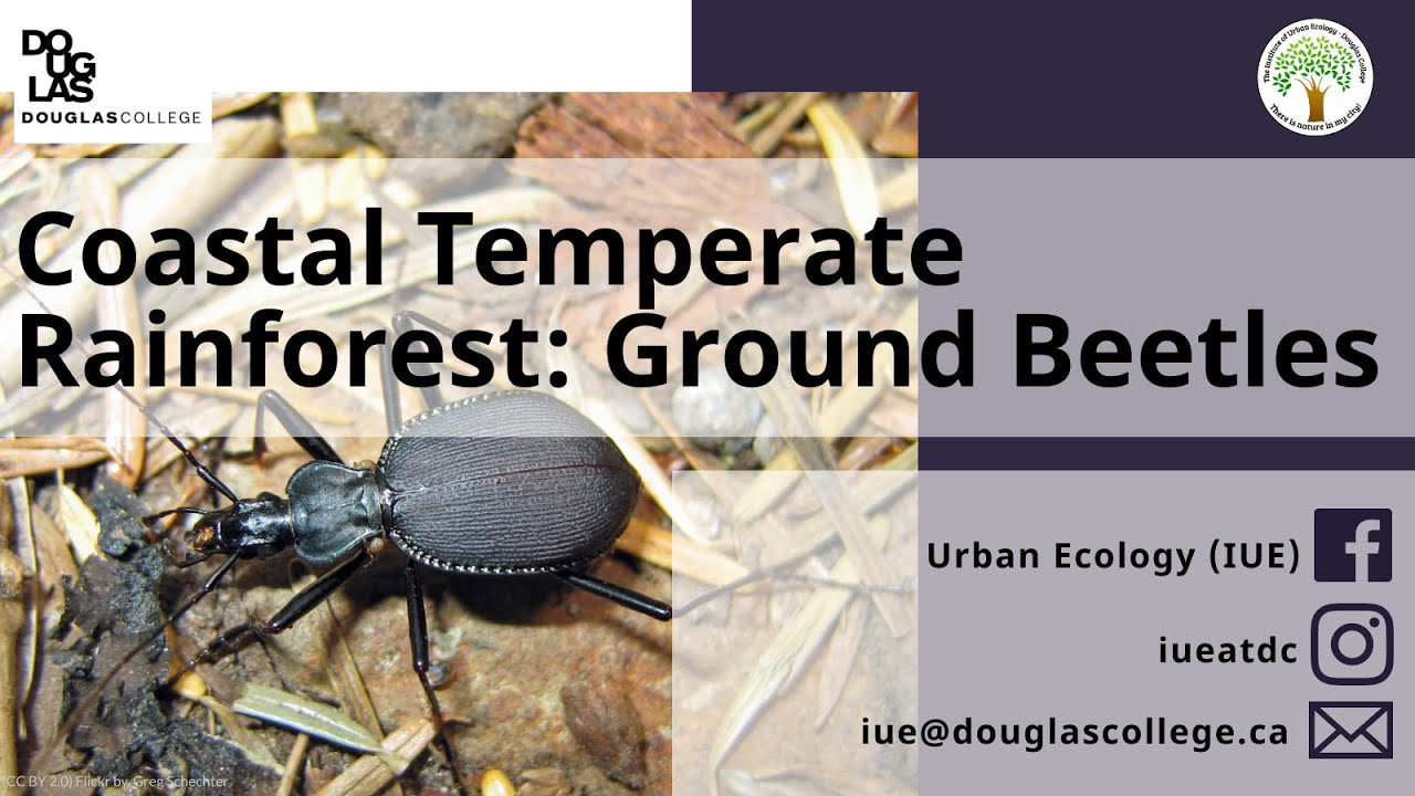 Coastal Temperate Rainforest: Ground Beetles