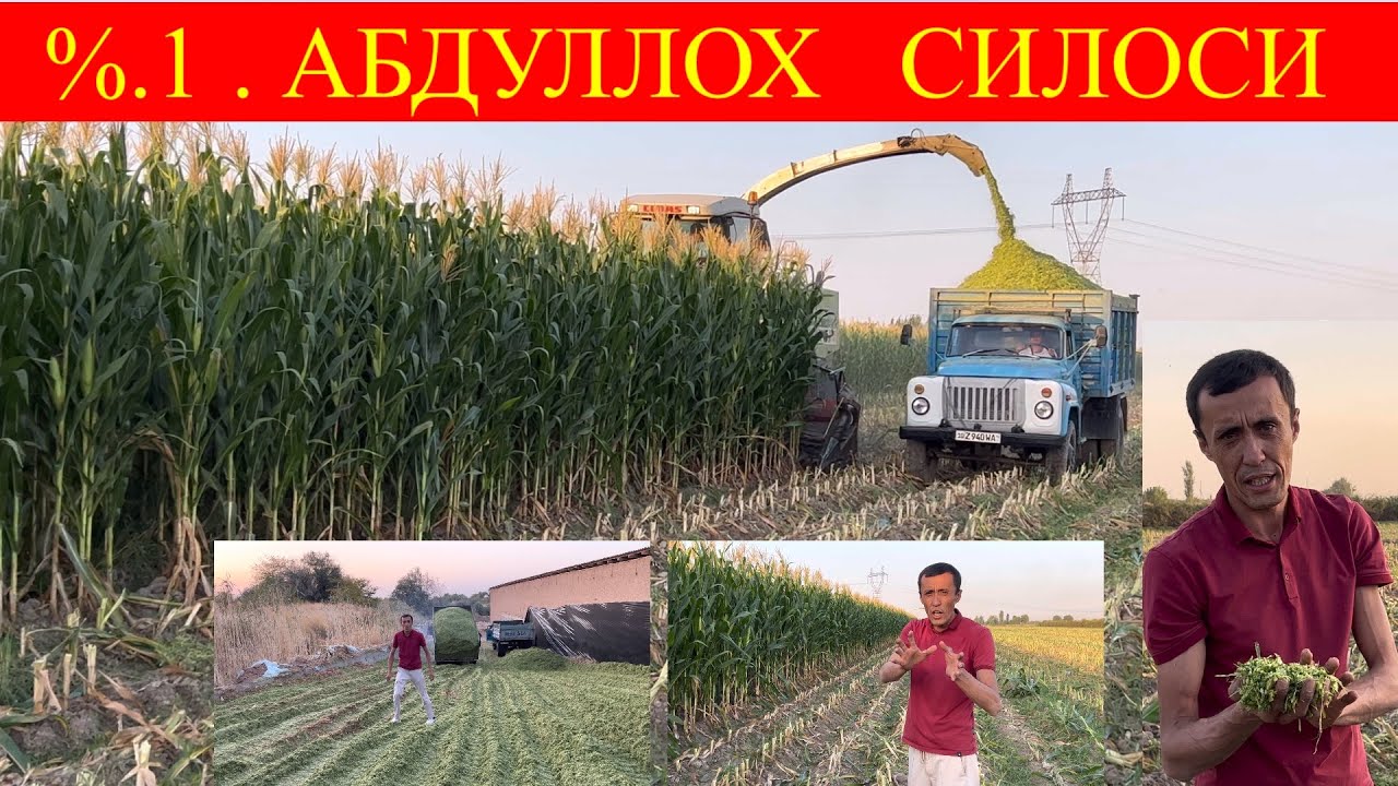 МАНА   ХАҚИЙҚИЙ. % 1 , силос  Иктадан  думбли Бор дахшат😳📞 97 106 57 57📞 98 300 57 57