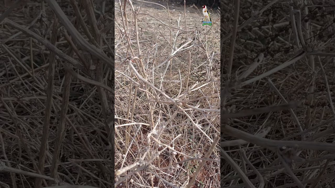 بتبتة خلوية لتحفيز الحسون على التغريد #goldfinch #birdslover #birdsounds  #birds
