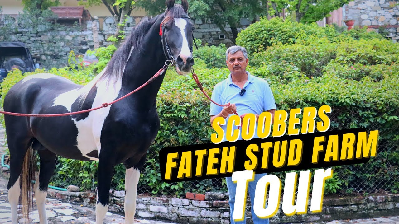 Экскурсия на конный завод Top Horse Stud Farm 🔥 Неожиданное посещение конного завода Fateh 😳😳