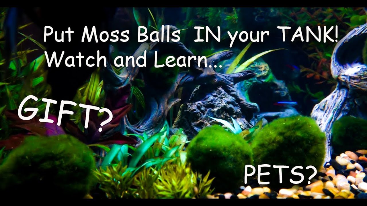Marimo Moss Balls unboxing and care, how to put them in your tank Pet Moss!