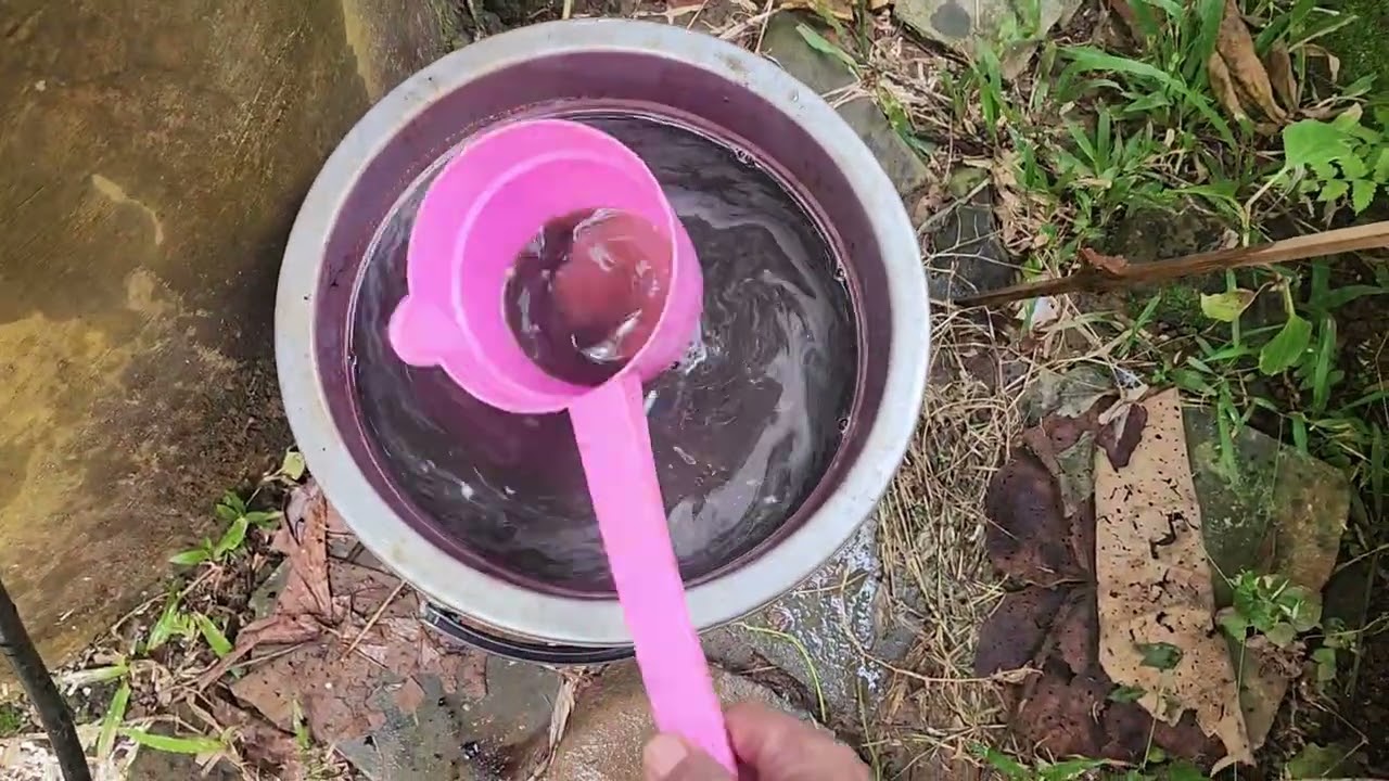 PUPUK DASAR SEMANGKA
